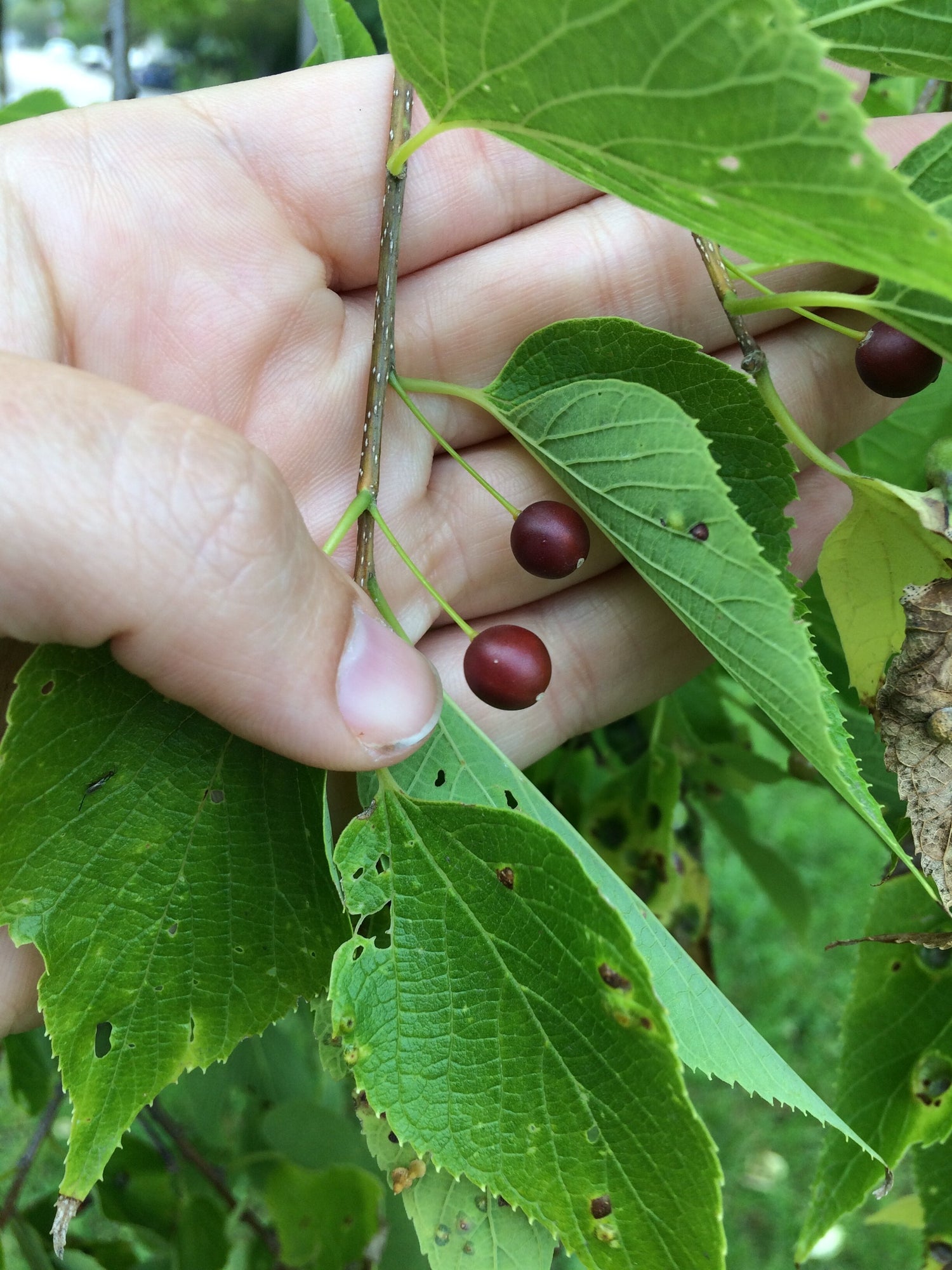 Hackberry (Celtis occidentalis)