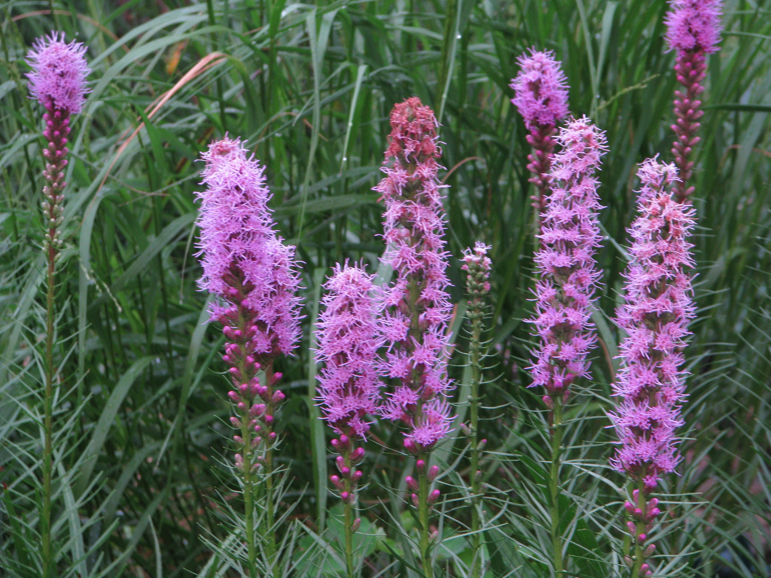 Purple Liatris Spicata