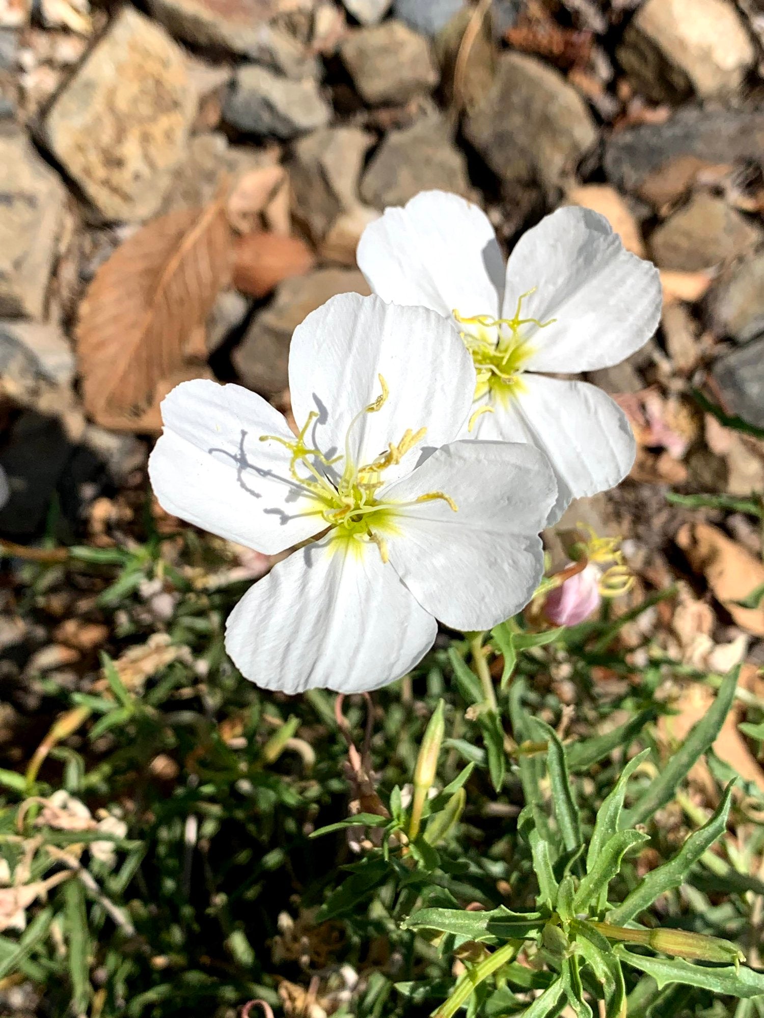 Pale Evening Primrose Seeds