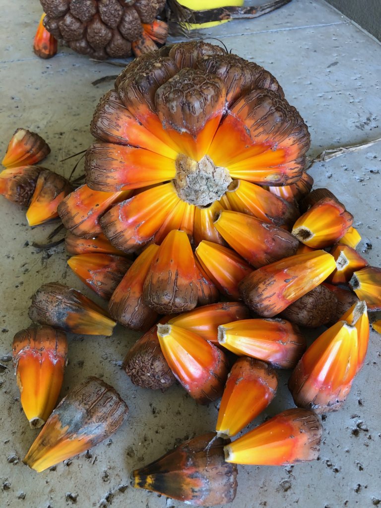 Hala Fruit (Pandanus tectorius)