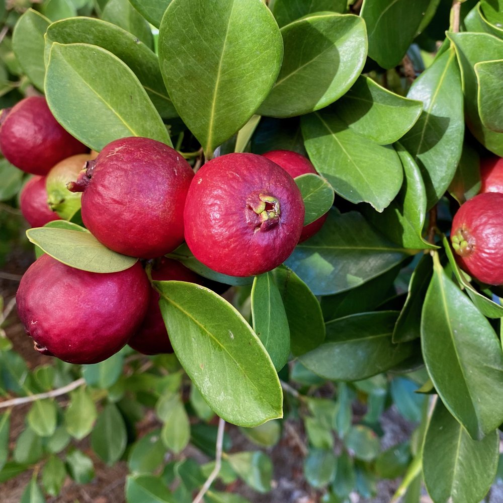 Strawberry Guava – Sweet, Tropical Delight