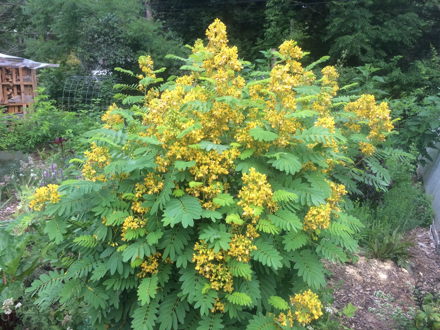 Wild Senna