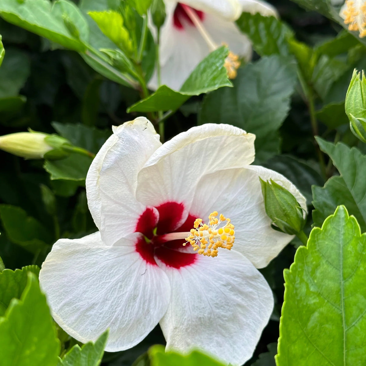 White Red Hibiscus Flower Seeds Giant Exotic Hardy Blooms for Decorative Landscaping