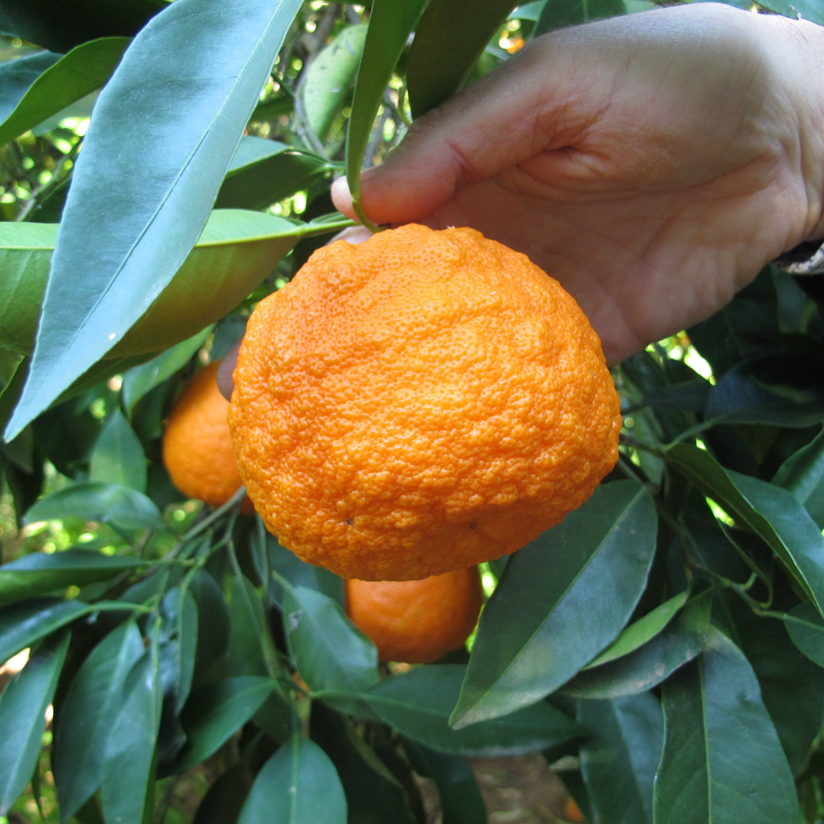 Seville Orange – Tangy & Zesty Citrus Delight