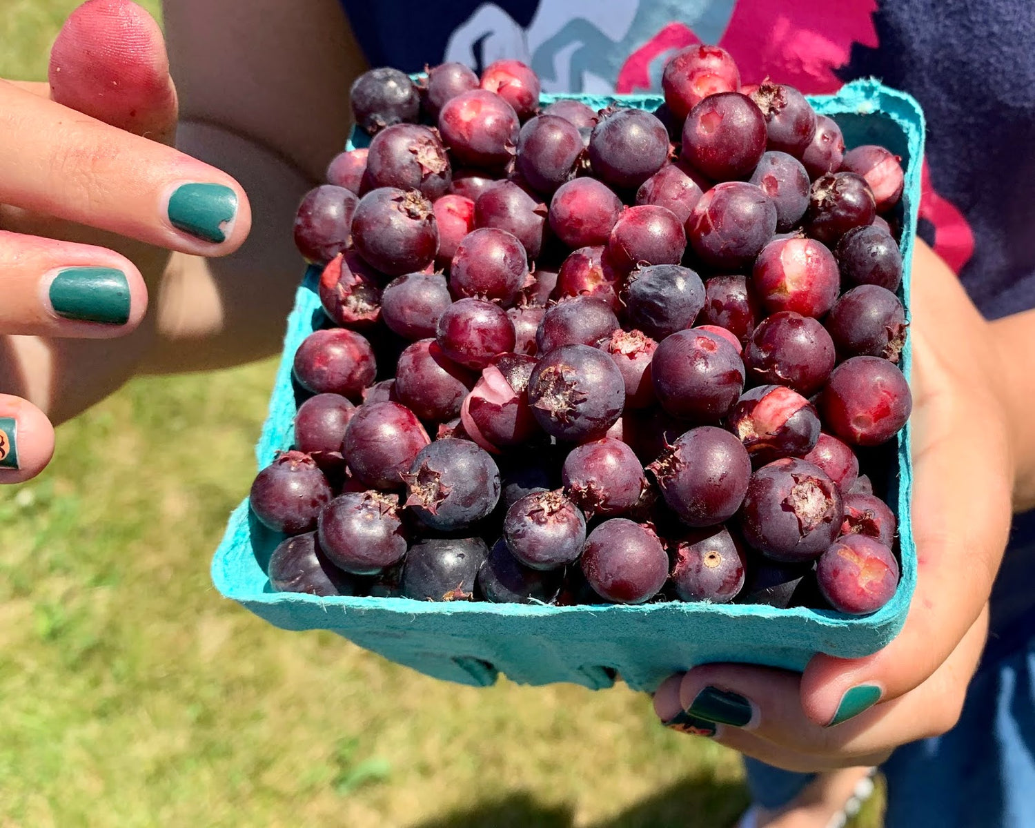 Low Juneberry (Amelanchier humilis)