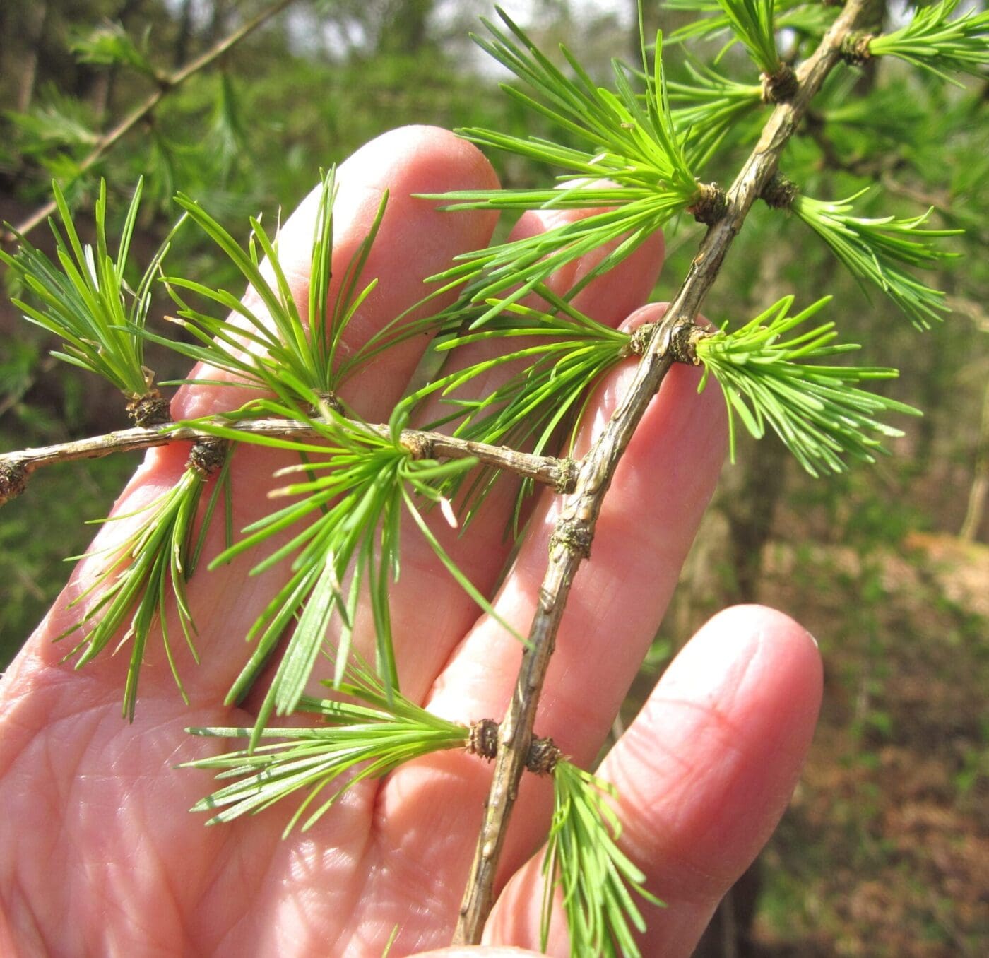 Larch (genus Larix)