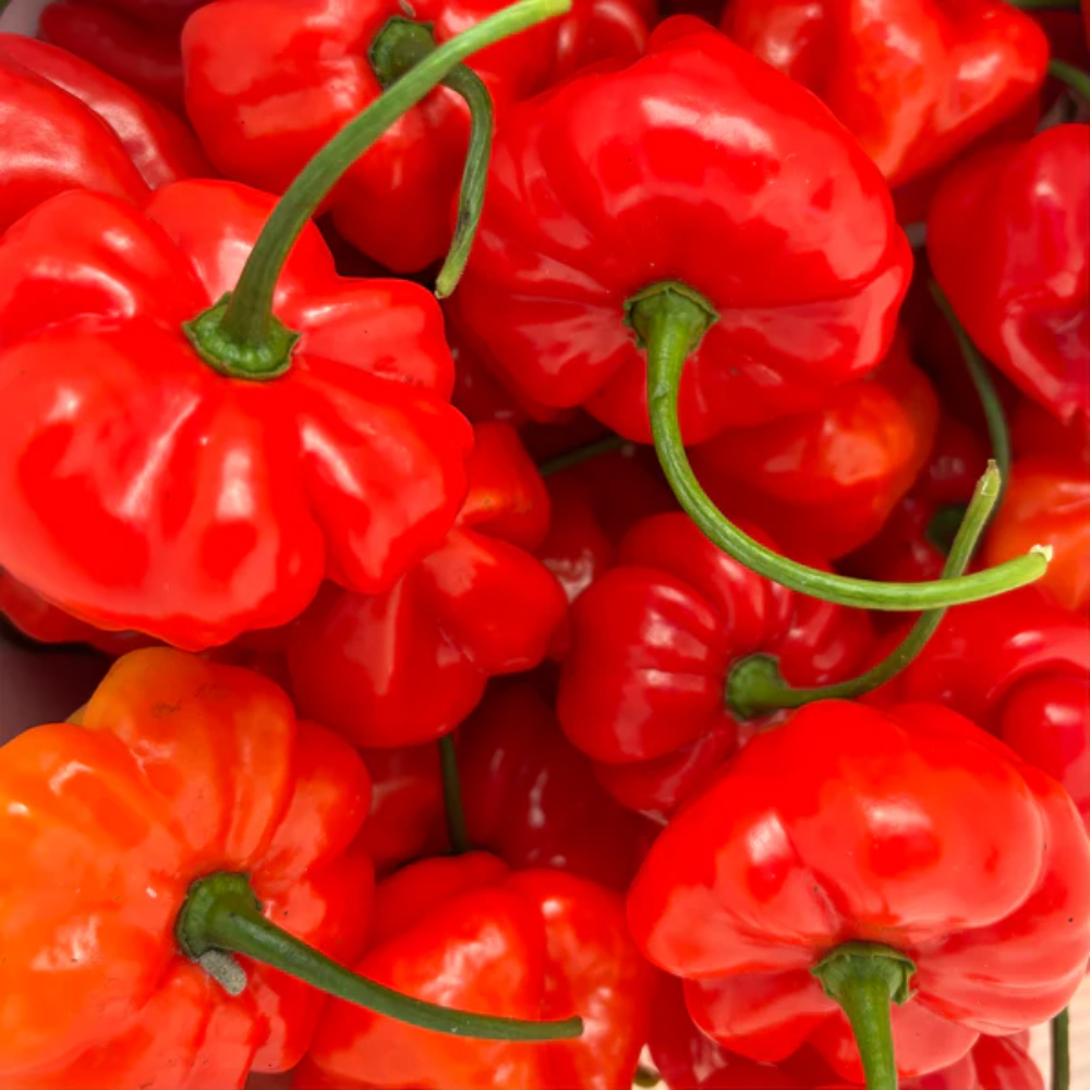 Aji Dulce Red Pepper Vegetable Seeds for Planting heirloom & Non-GMO Seeds