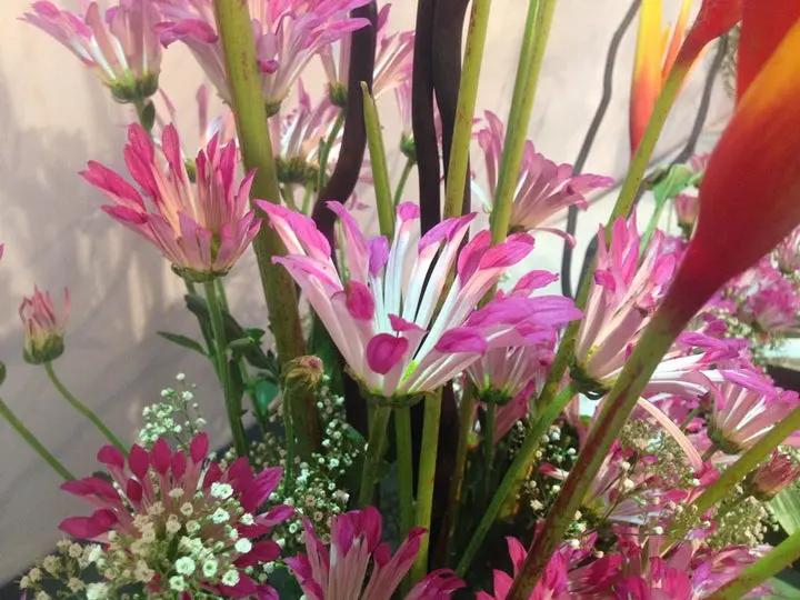 Pink Spoon Mum Flower Seeds for Planting, NON GMO Seeds Dhara Seeds