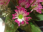 Pink Spoon Mum Flower Seeds for Planting, NON GMO Seeds Dhara Seeds