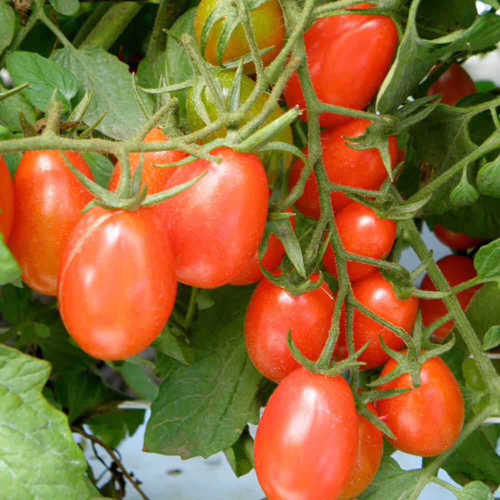 Orange Grape Tomato Seeds for Planting -heirloom & Non-GMO Seeds