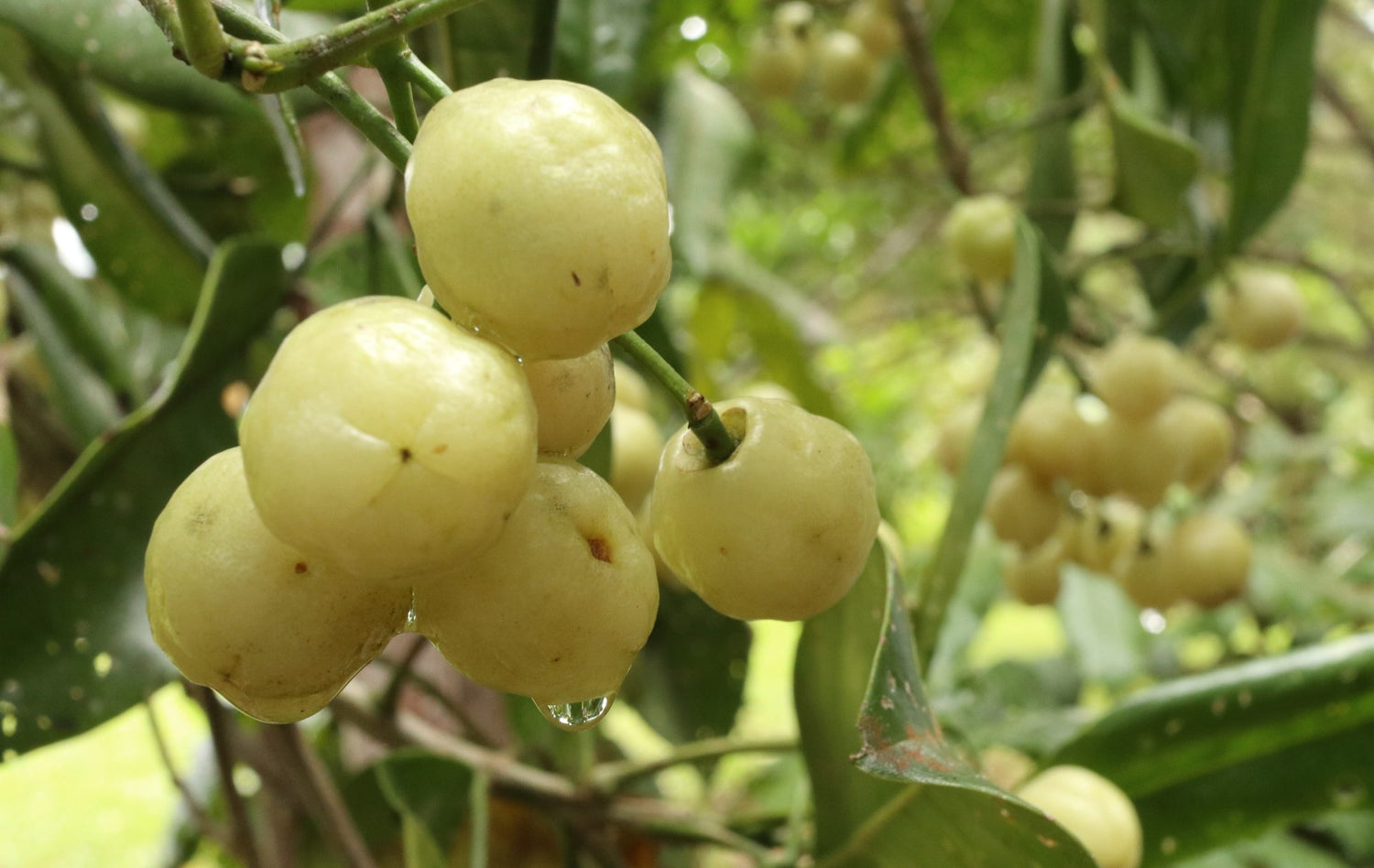 Lemon Aspen Fruit (Acronychia acidula)