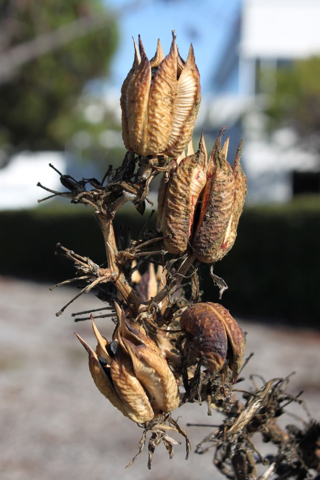Aloe Plant Seeds for Planting