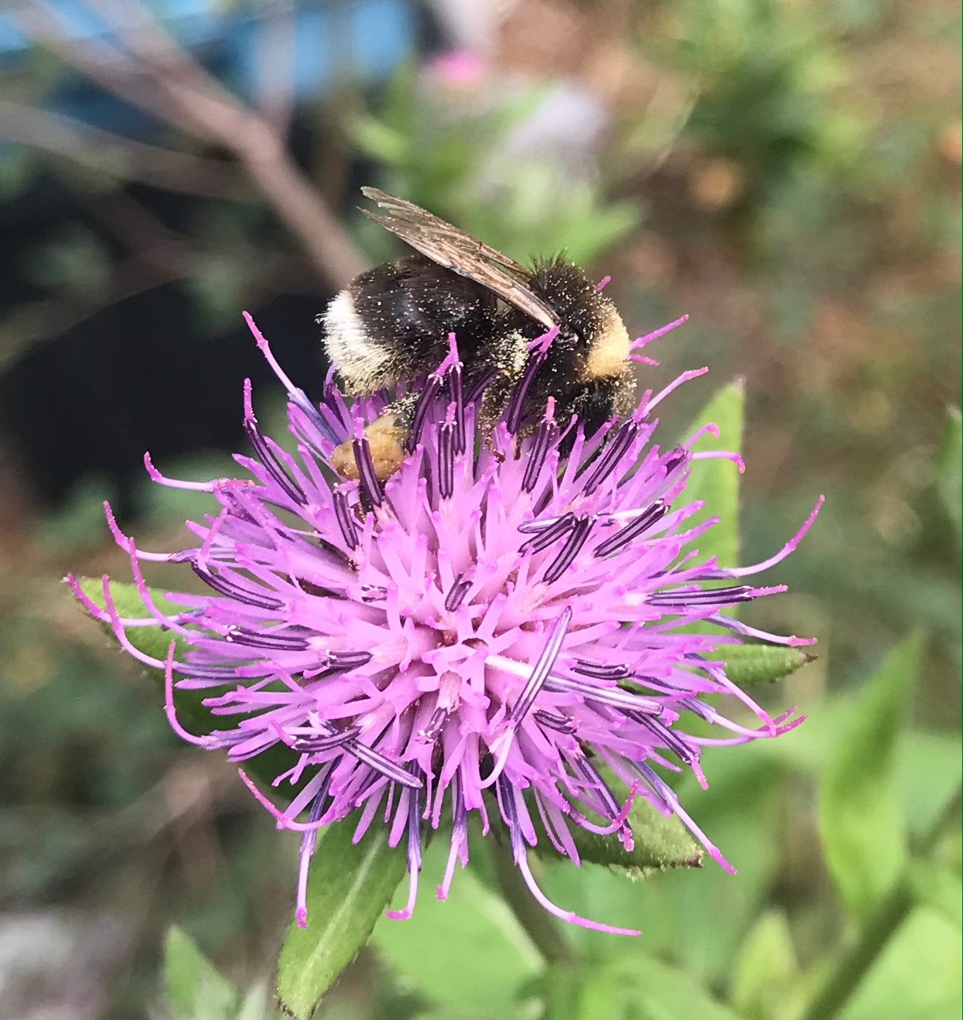 Korean Thistle