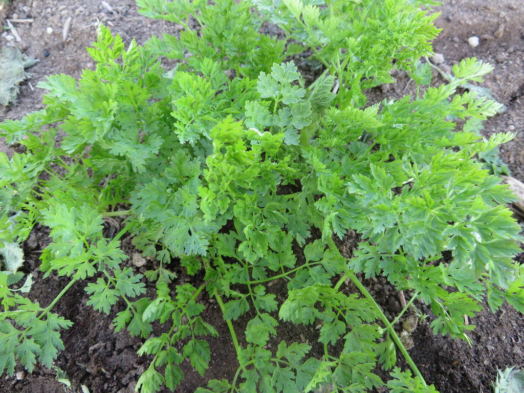 Fine Curled Organic Chervil Seed