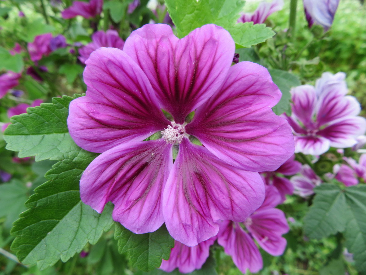 Zebra Mallow Flower Seeds ,Unique Striped Petals with Natural Flair