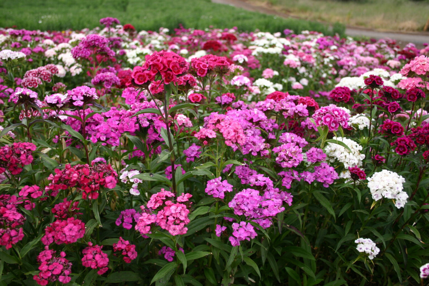 Sweet William Seeds - Tall Single Mix