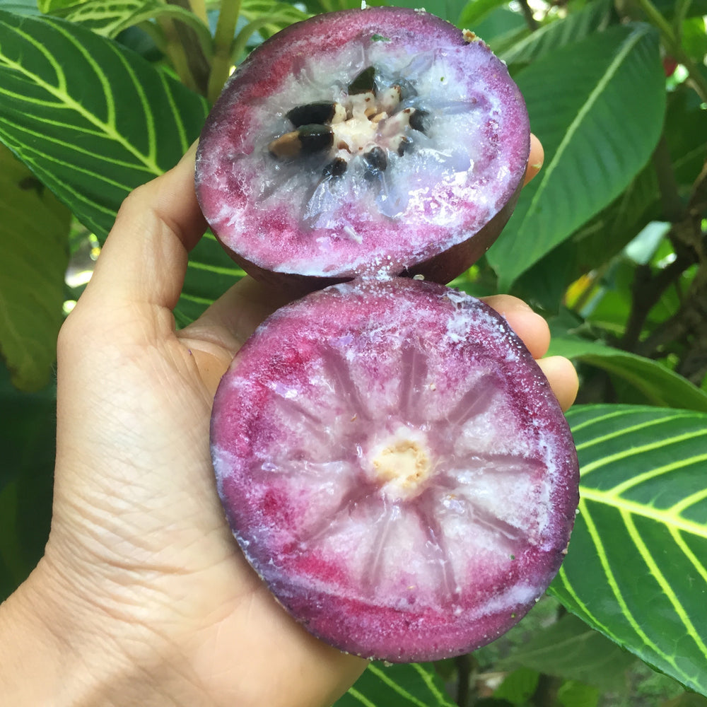 Star Apple – A Sweet, Exotic Tropical Delight