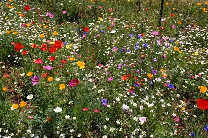 Mixed Cascade Flower Seeds for Planting - NON GMO Seeds Dhara Seeds
