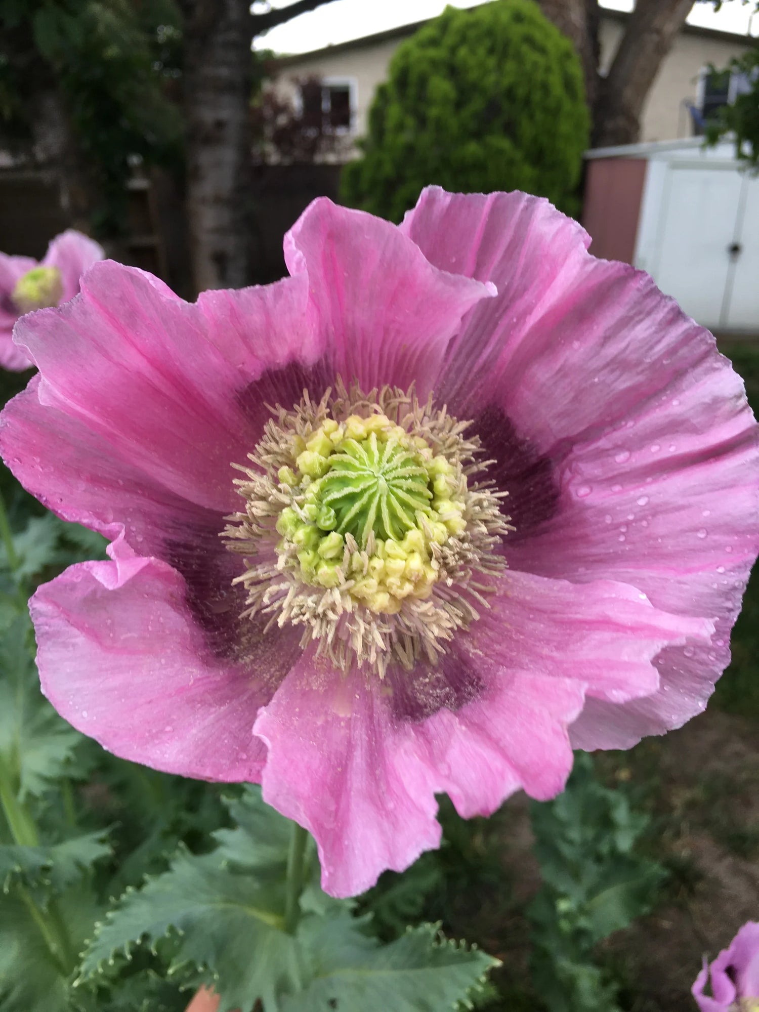 Poppy Seeds - Hens & Chicks