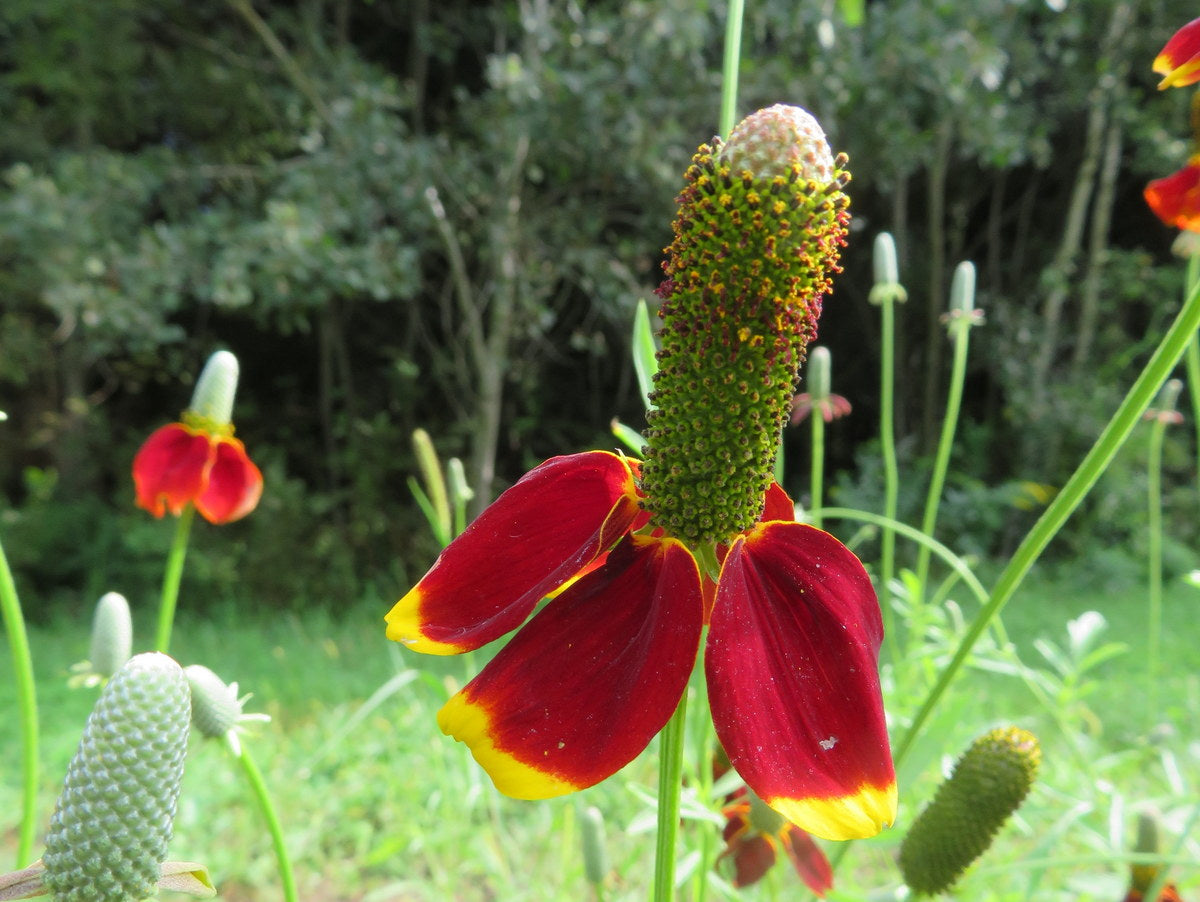 Dwarf Red Coneflower Seeds Ratibida Columifera S&H WILDFLOWER – Heirloom, Non-GMO, High Germination Organic Garden Seeds