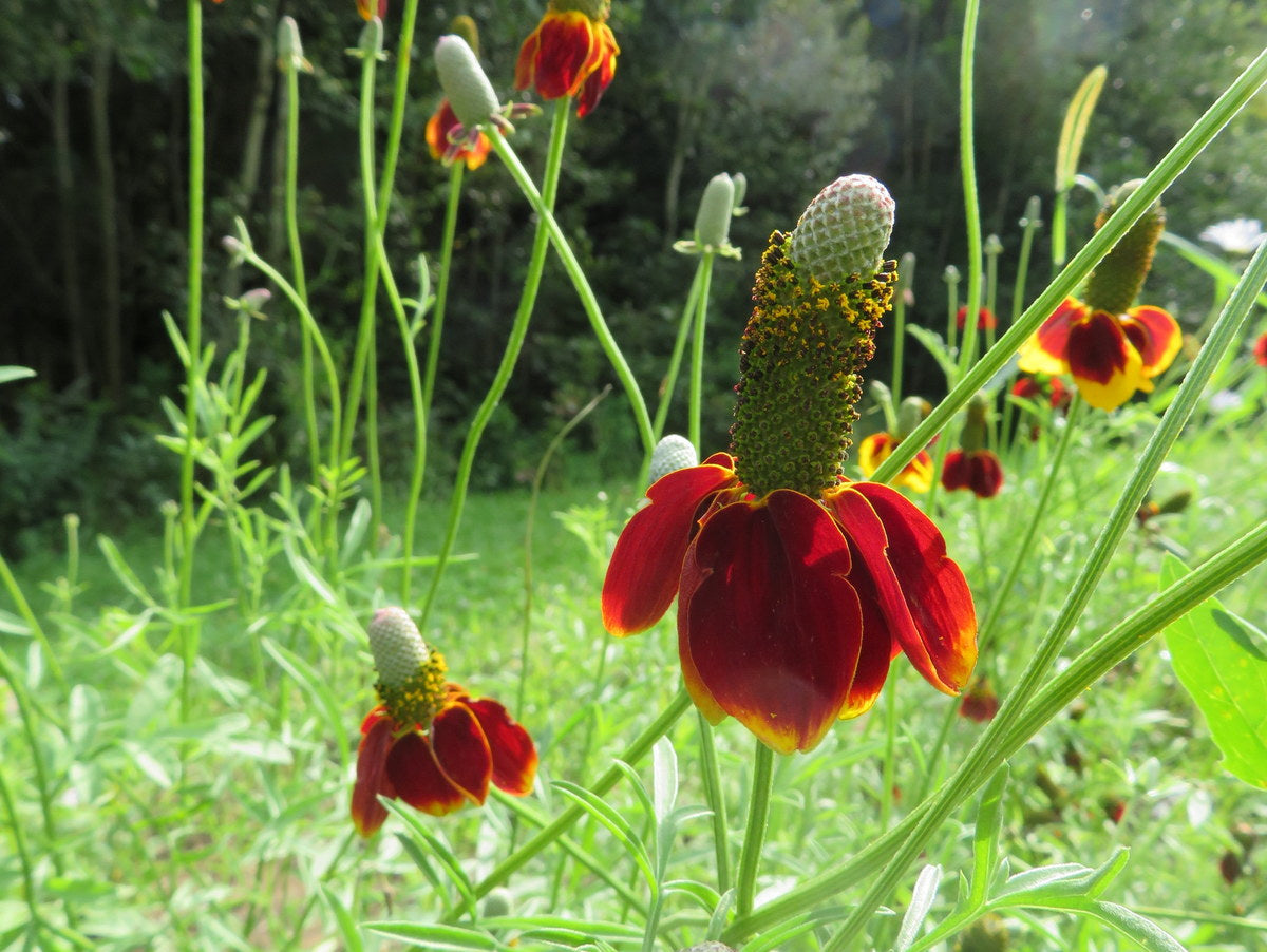Dwarf Red Coneflower Seeds Ratibida Columifera S&H WILDFLOWER – Heirloom, Non-GMO, High Germination Organic Garden Seeds