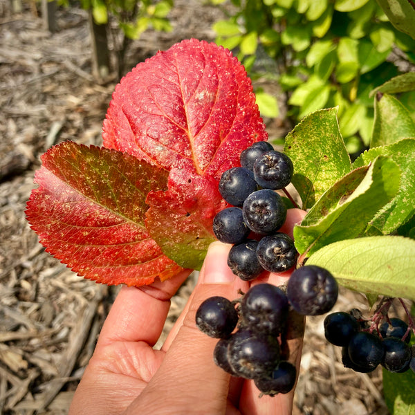 Aronia Berry Seeds (Aronia melanocarpa)