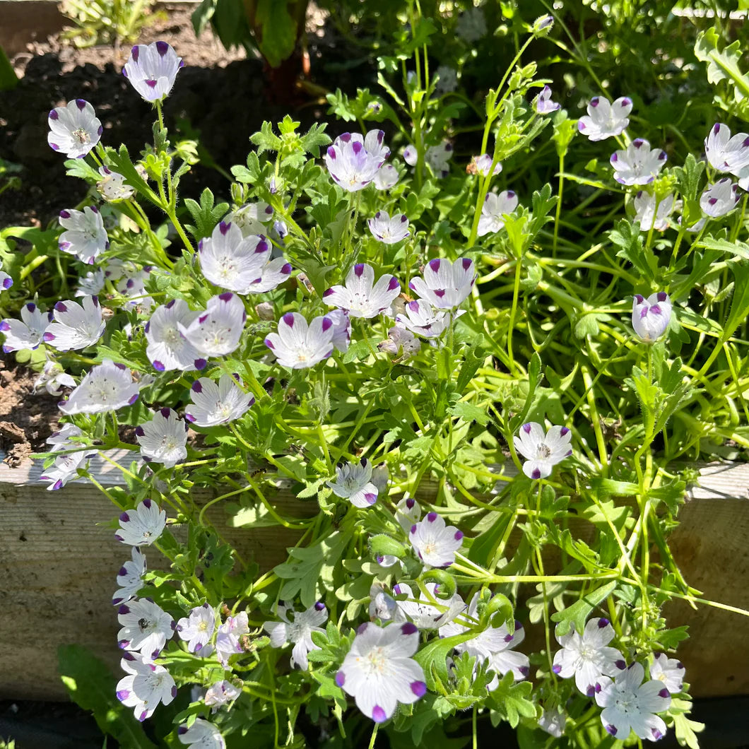 Five Spot Nemophila maculata Flowering Seeds For Planting in backyard garden beds or spring flower mixes