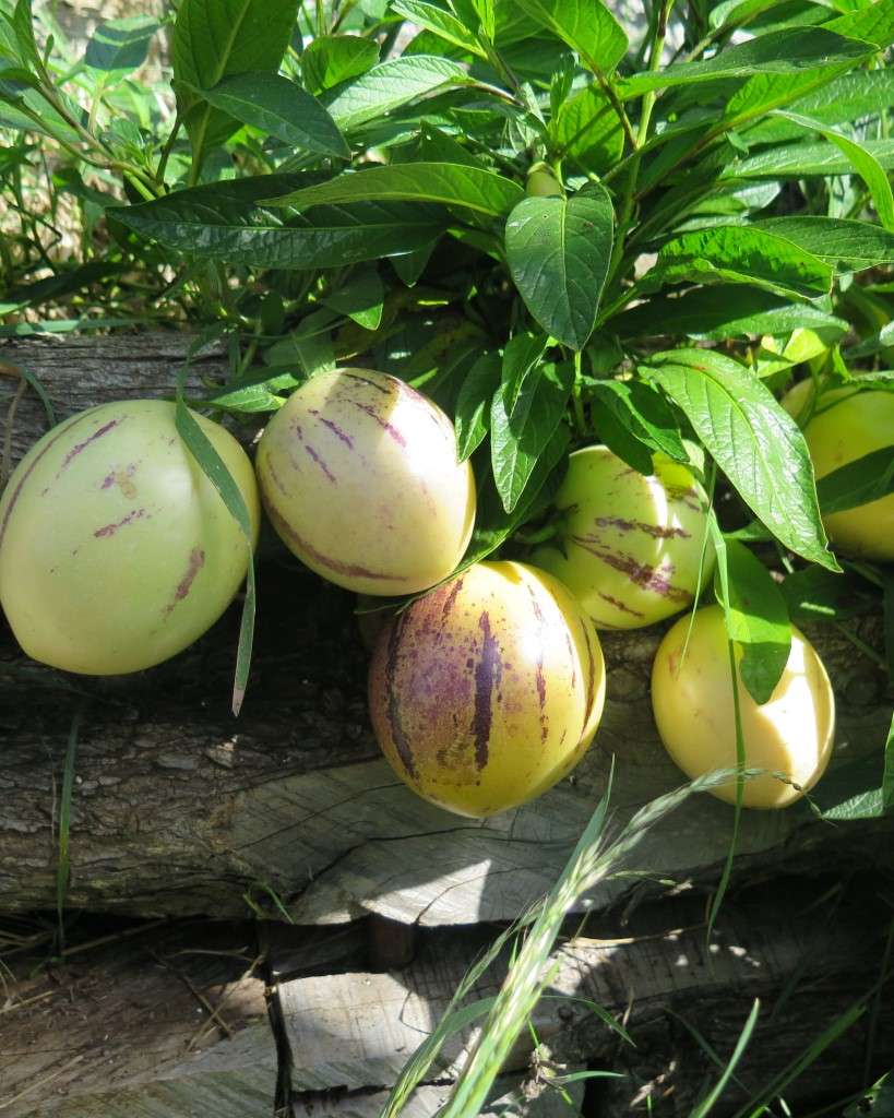 Pepino Melon (Solanum muricatum) – Sweet, Refreshing Tropical Fruit with Cantaloupe-Like Flavor