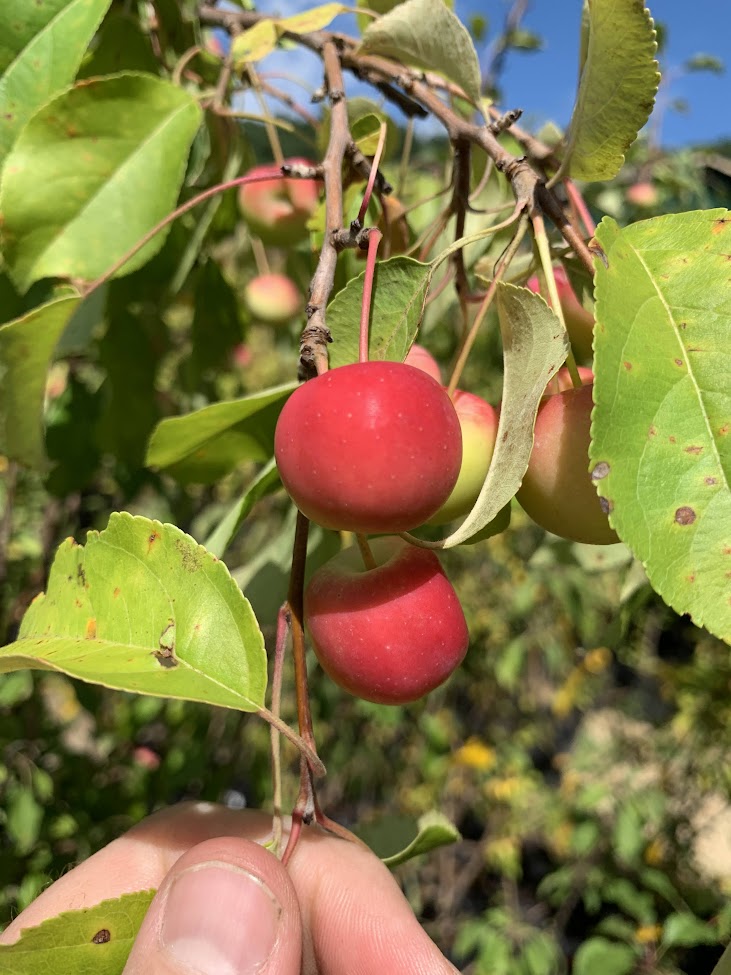 Manchurian Crab Apple (Malus mandshurica) Seeds