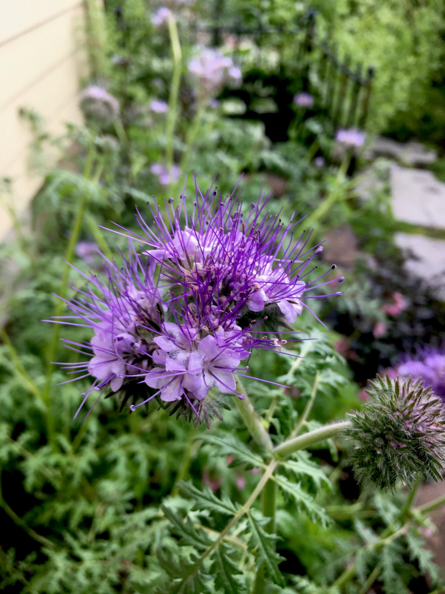 Lacy Phacelia Seeds