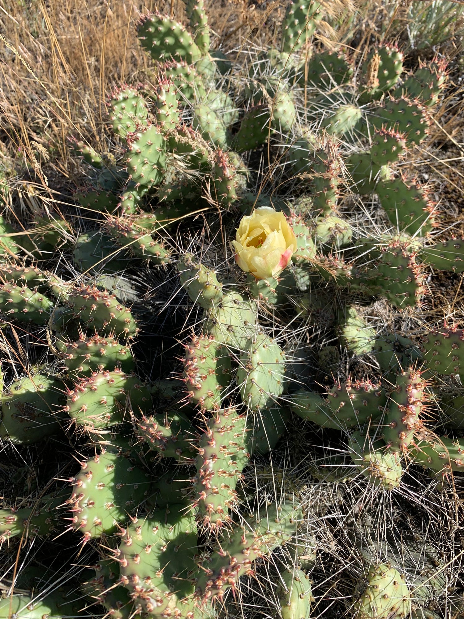 Fragile Prickly Pear Cactus