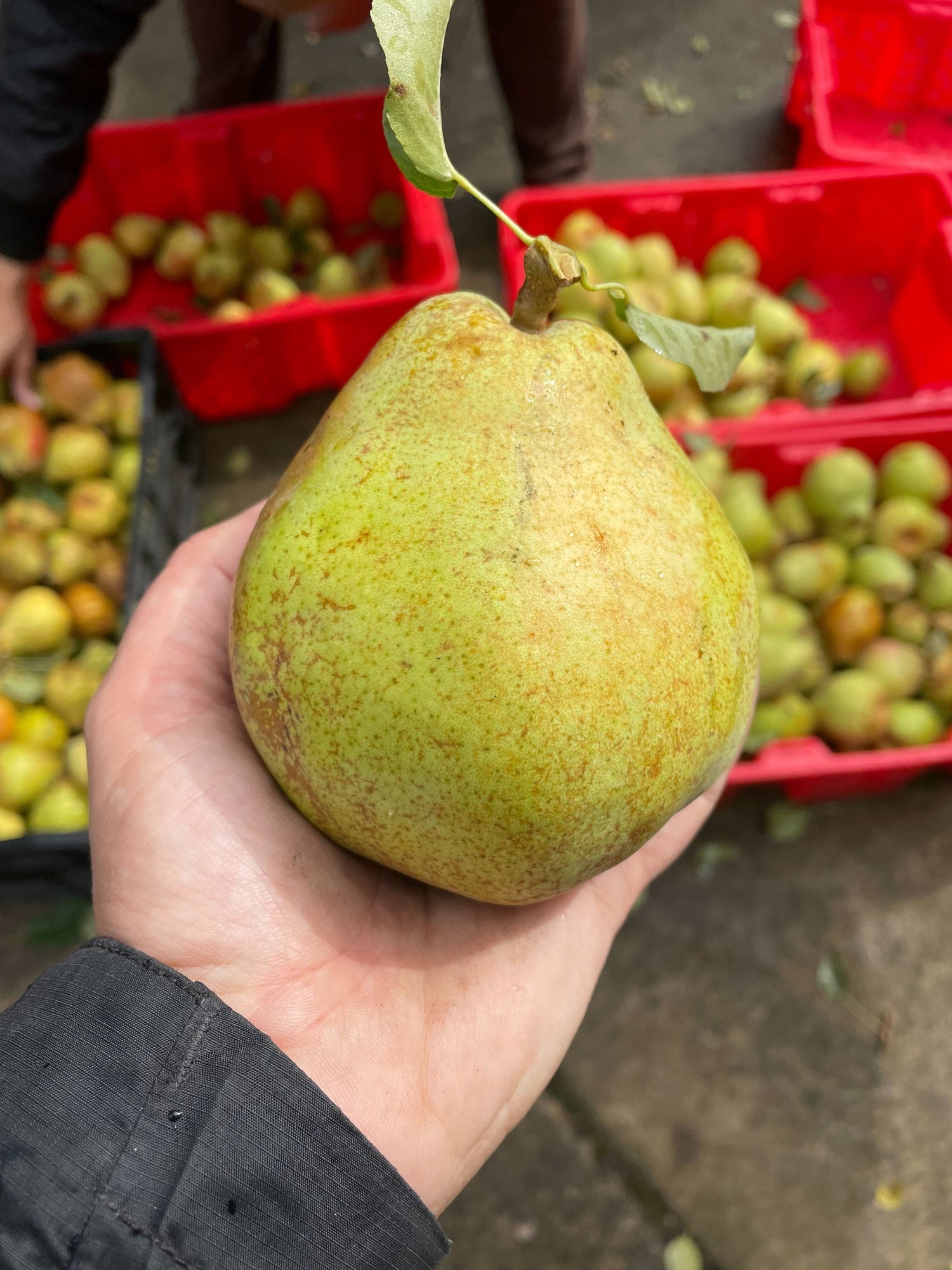 European Pear (Pyrus communis)