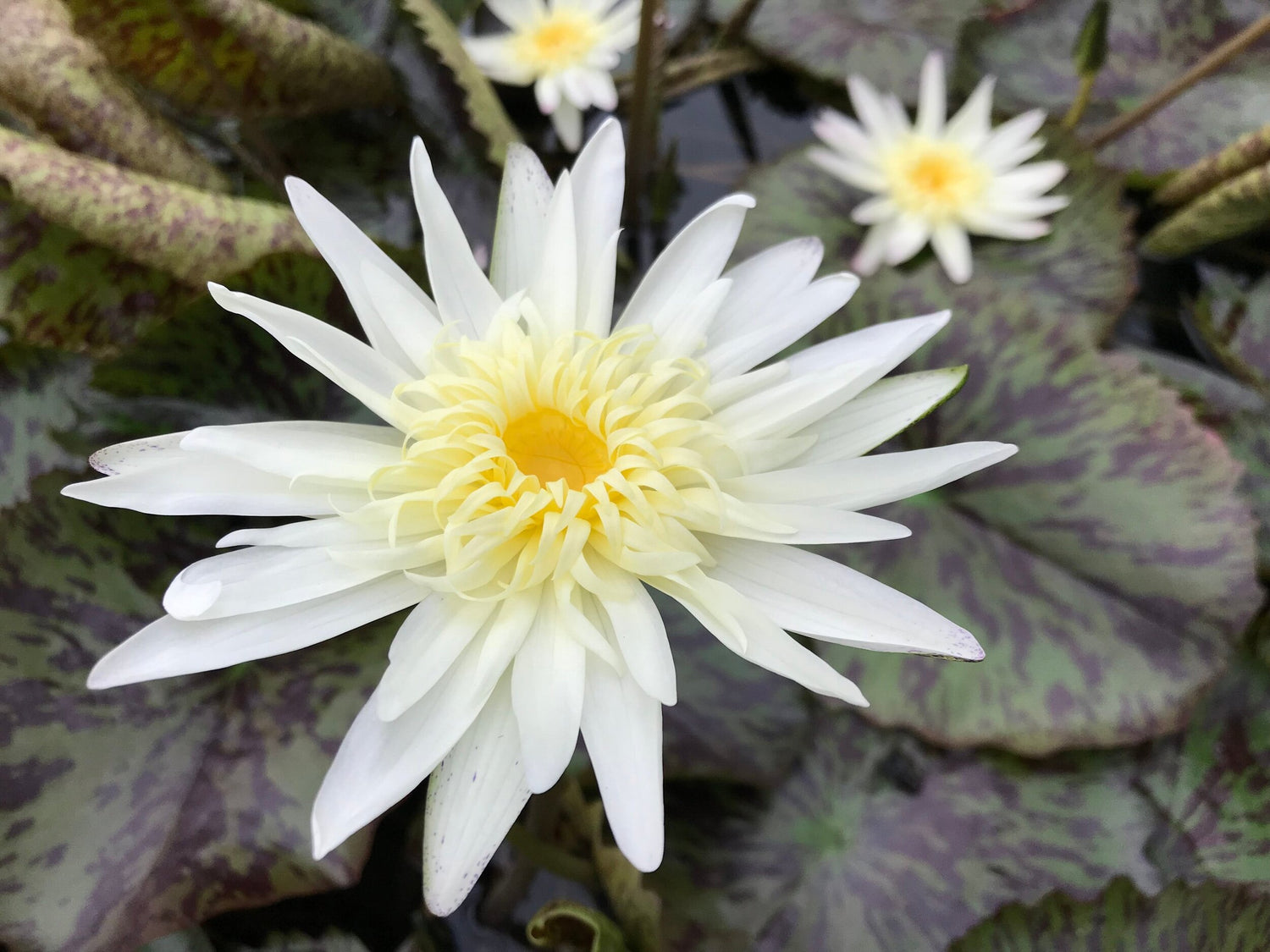 Nymphaea Rachel Presnell (Tropical Water Lily)