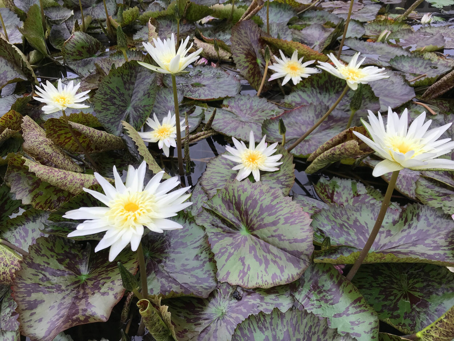 Nymphaea Rachel Presnell (Tropical Water Lily)