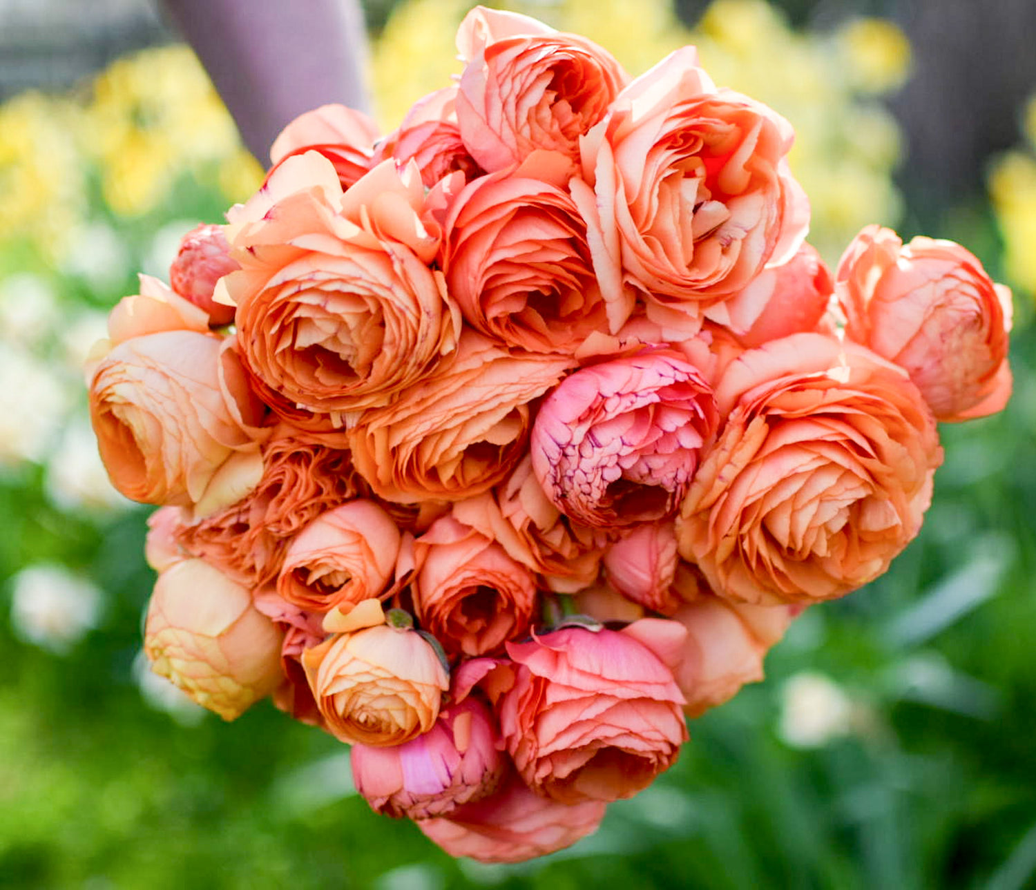 Ranunculus Seeds - Champagne