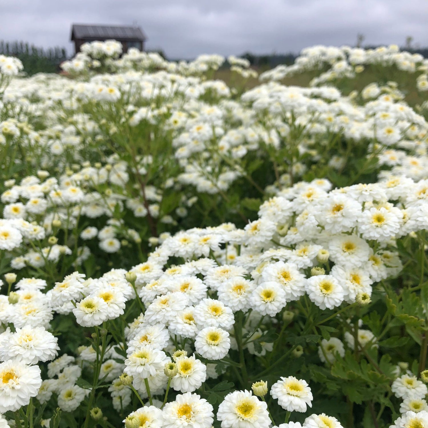 Feverfew White Stars Seeds