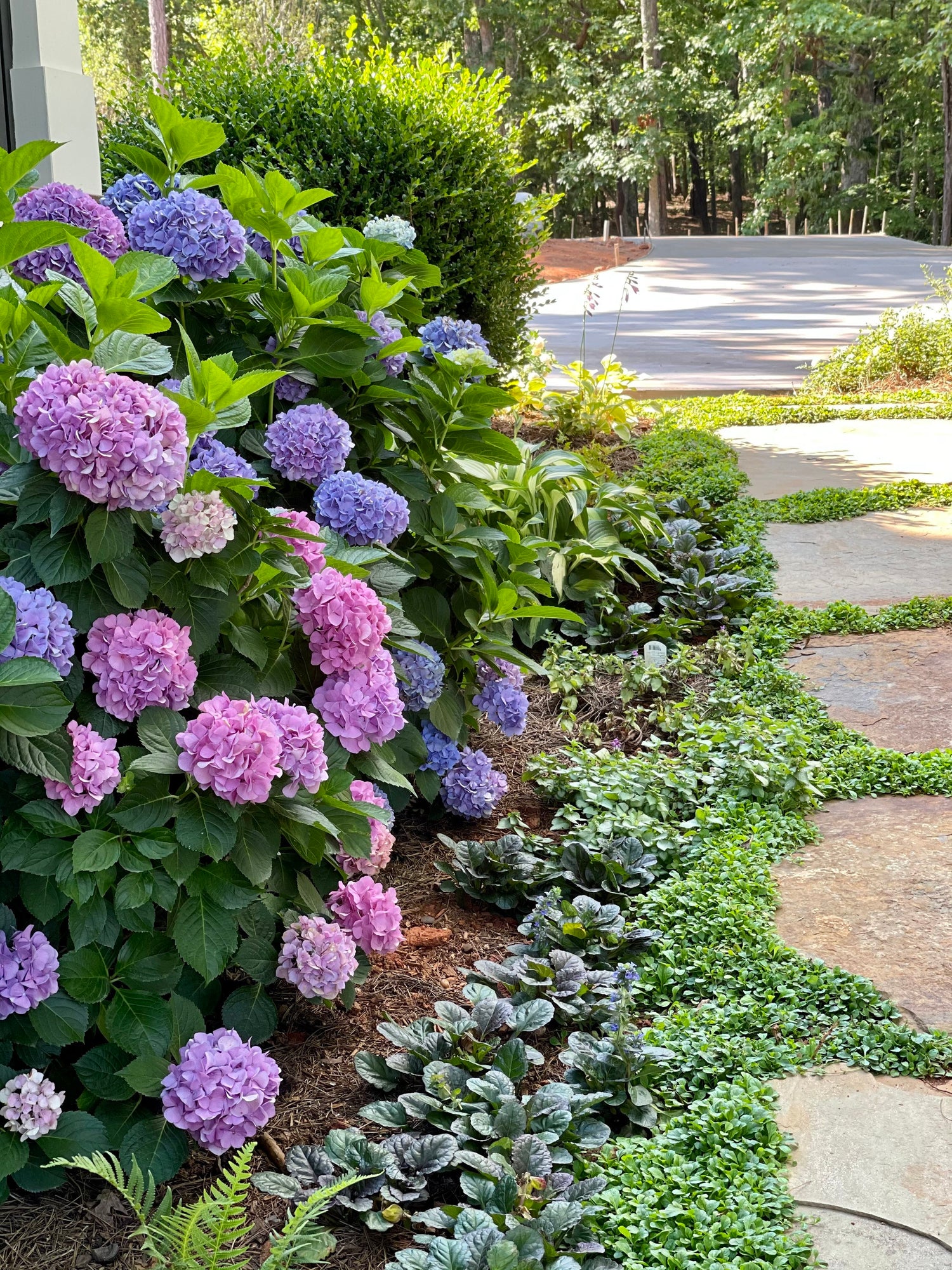 Vanilla Strawberry Hydrangea