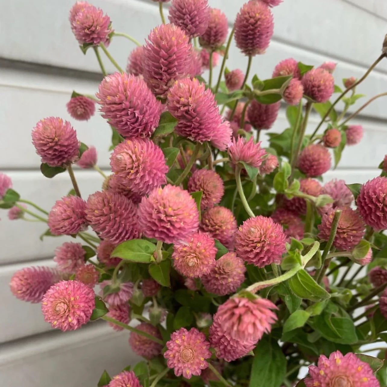 Raspberry Cream
 Gomphrena Seed