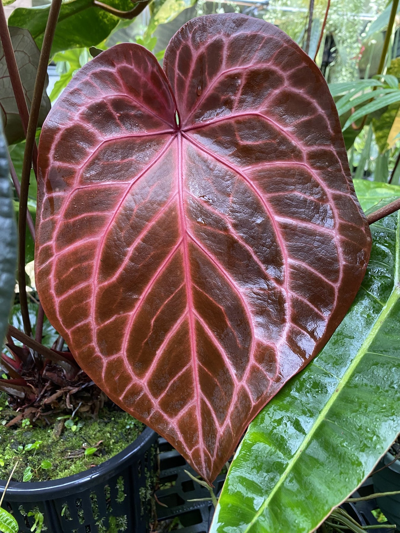 Anthurium crystallinum Flower Seeds for Planting - Heirloom and Non-GMO garden seeds for planting in your garden.