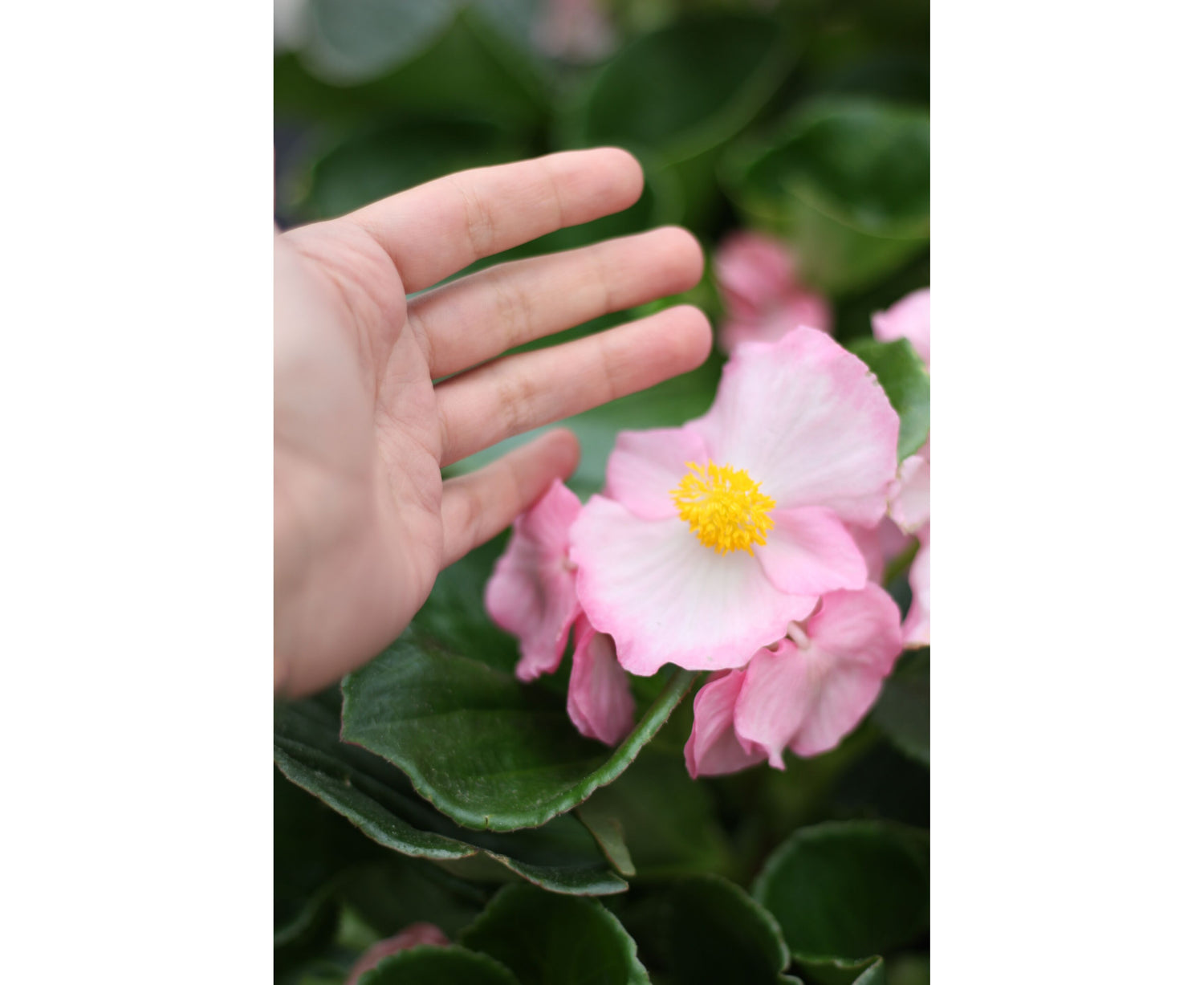 Pink Green Leaf Begonia Seeds