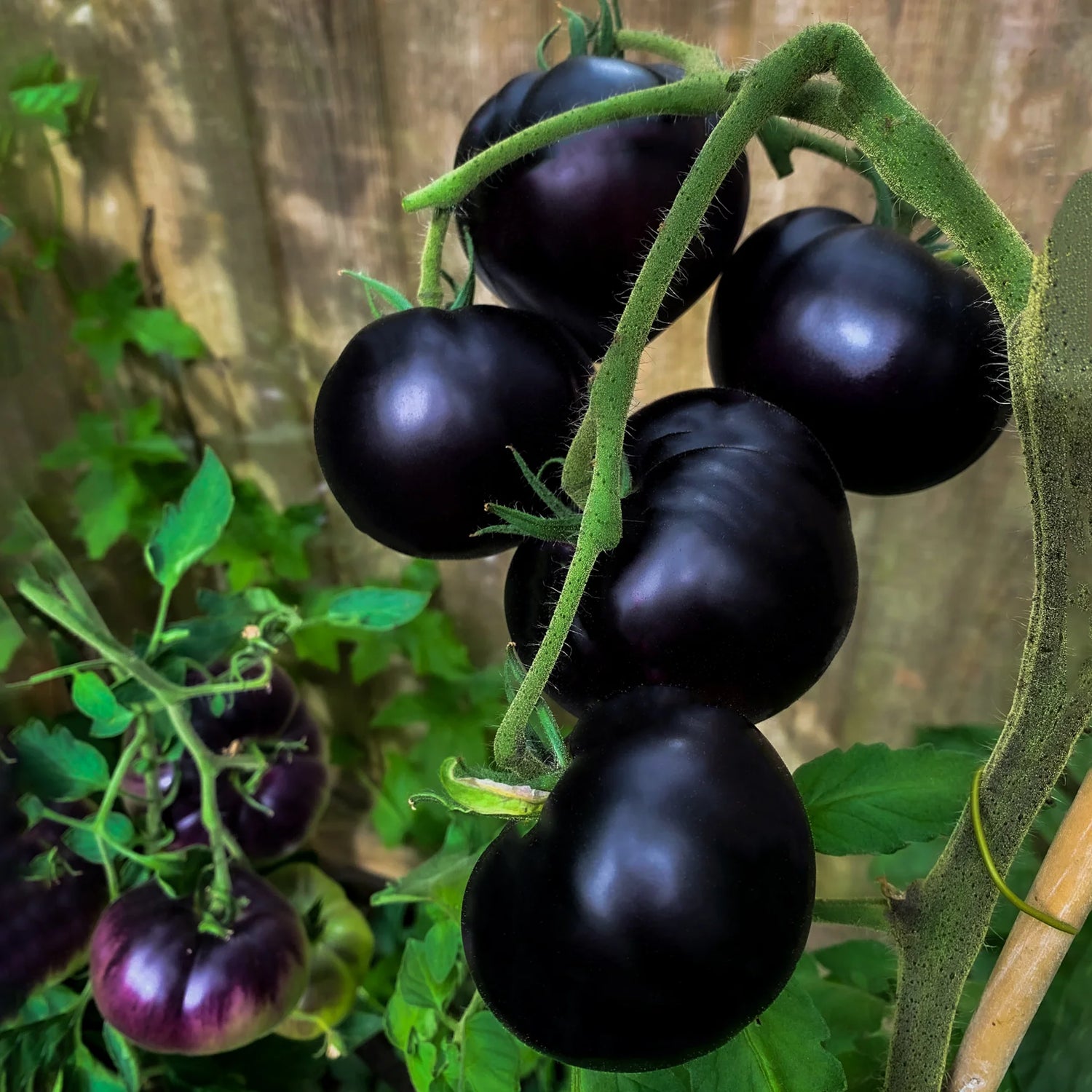 Indigo Rose Tomato Seeds – Darkest Heirloom Tomato Variety for Garden Planting