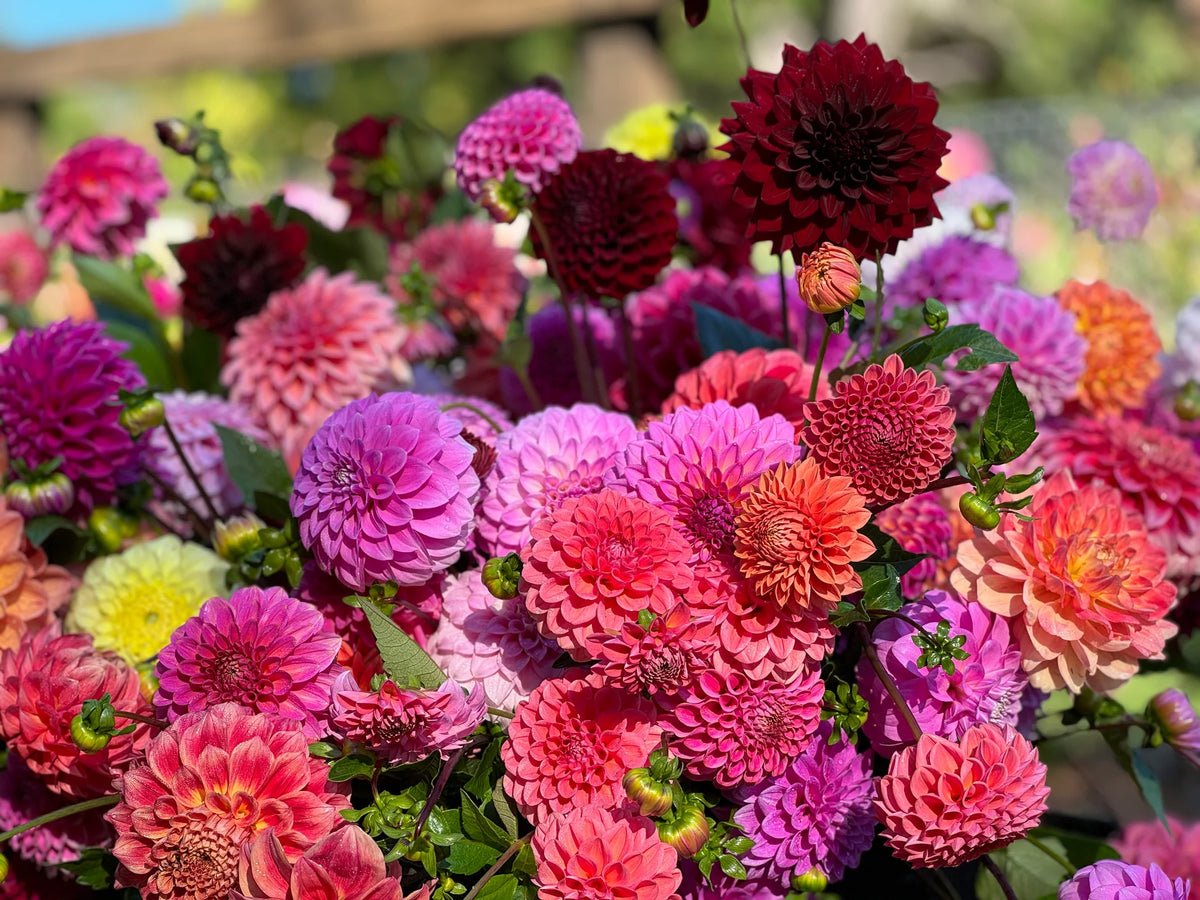 Mixed Dahlia Variables Flowering Seeds For Planting