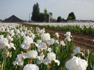 Immortality Tall Bearded Iris