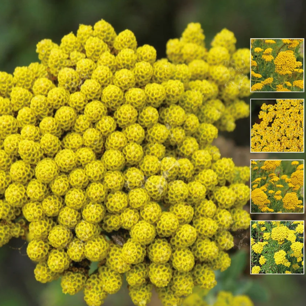 Yellow Ageratum Seeds – Lonas inodora Seeds