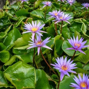 flowers high quality flower seeds for growing vibrant and colorful blooms in home gardens and landscapes organic flowers premium organic flower seeds for sustainable gardening and beautiful blossoms suitable for all climates