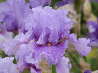 I Saw the Light Tall Bearded Iris