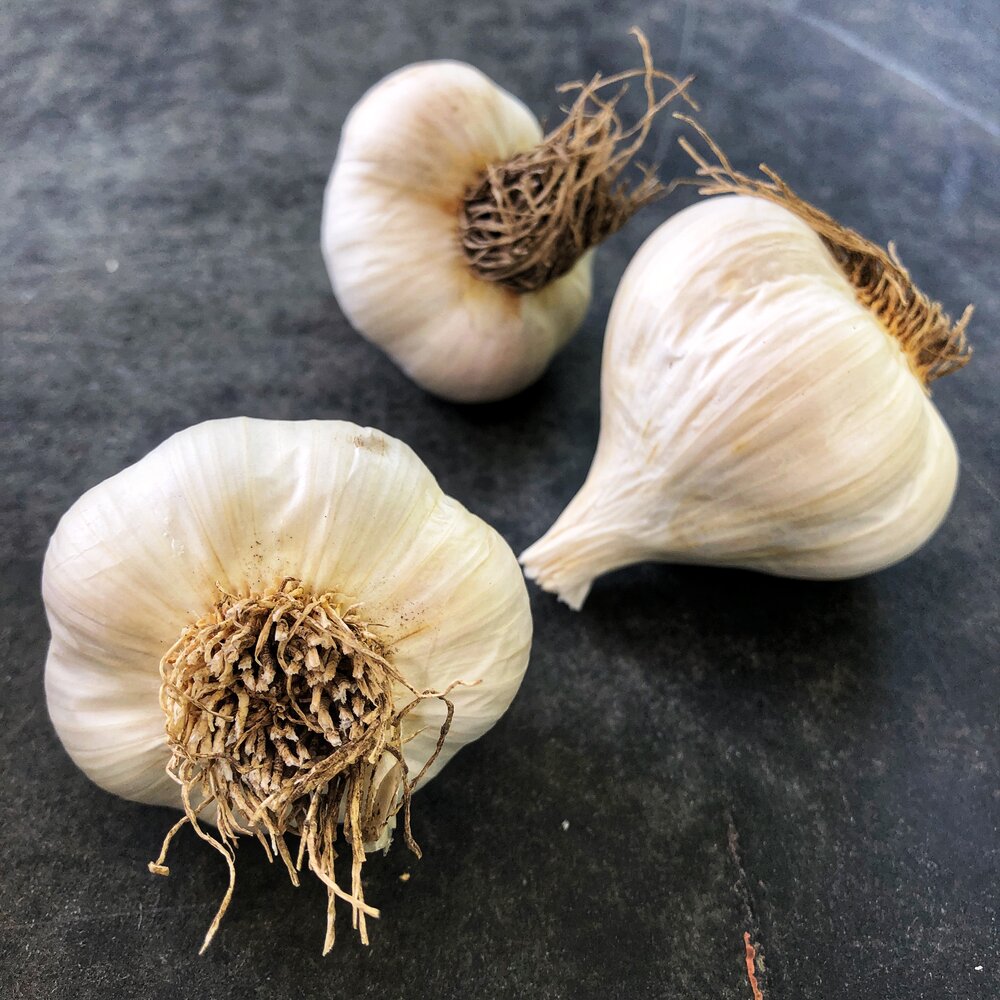 Garlic Silver Rose Bulbs