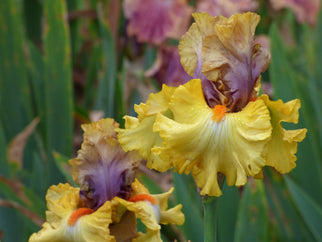 Idle Rich Tall Bearded Iris