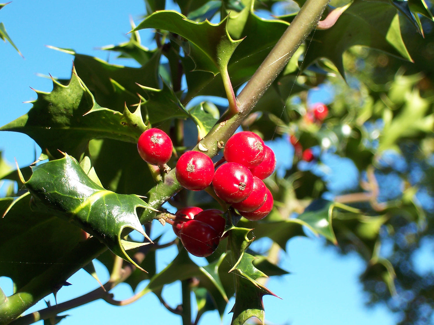 American Holly Seeds