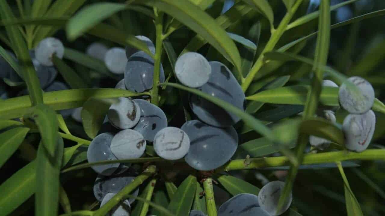 Illawarra Plum (Podocarpus elatus)